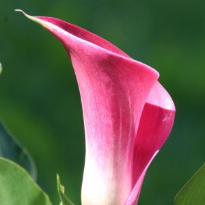 Mentoría Embudo de Ventas